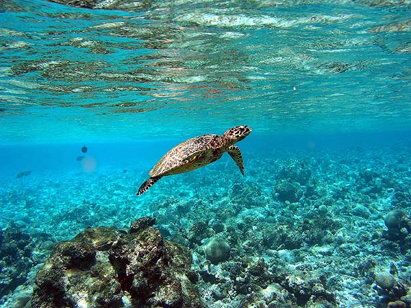 Unterwasserwelt Helengeli 2010