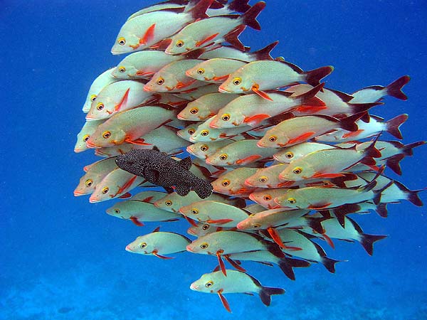 Unterwasserwelt Helengeli 2010