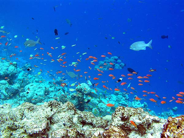 Unterwasserwelt Helengeli 2010