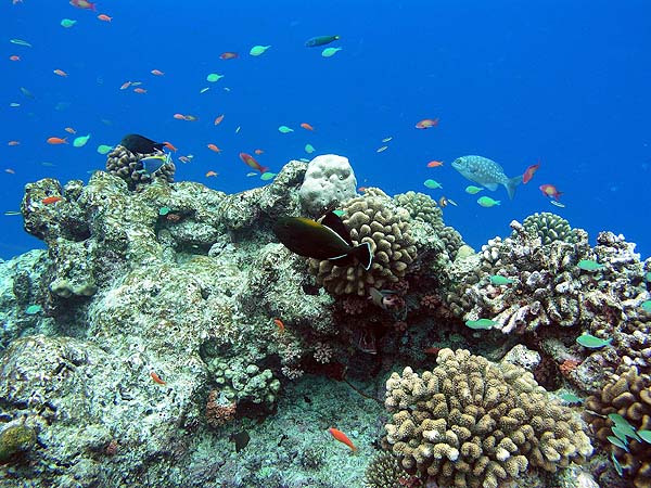 Unterwasserwelt Helengeli 2010