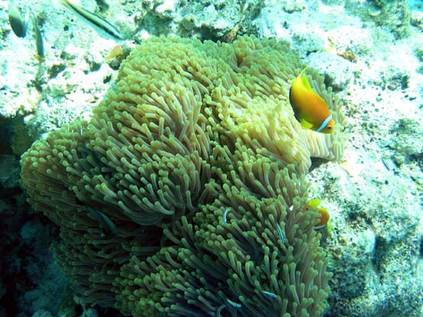 Unterwasserwelt Helengeli 2003