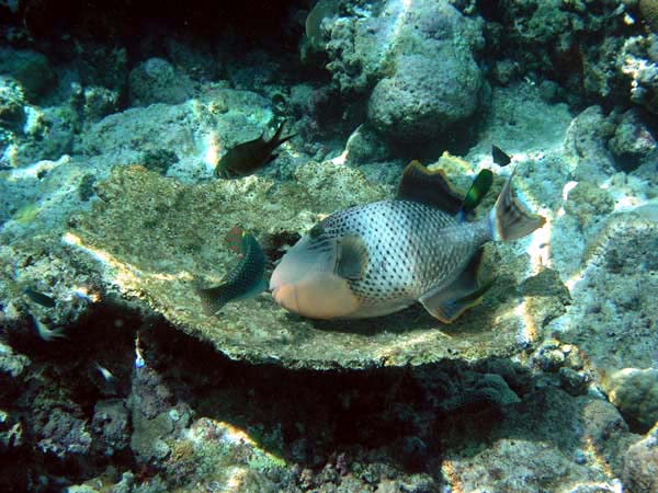 Unterwasserwelt Helengeli 2003