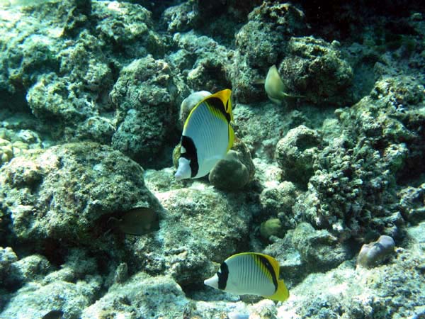 Unterwasserwelt Helengeli 2003