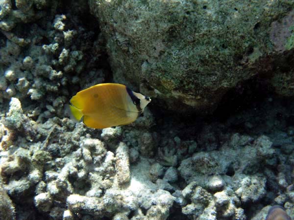 Unterwasserwelt Helengeli 2003