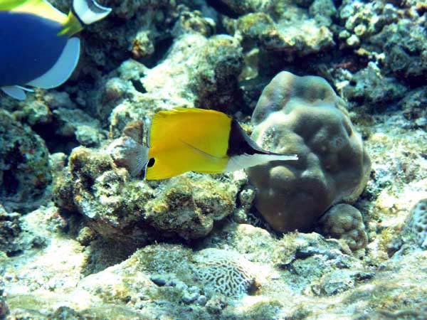 Unterwasserwelt Helengeli 2003