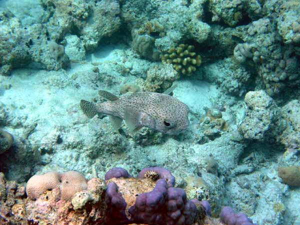 Unterwasserwelt Helengeli 2003