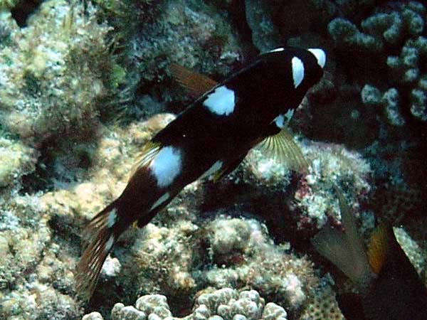 Unterwasserwelt Helengeli 2003