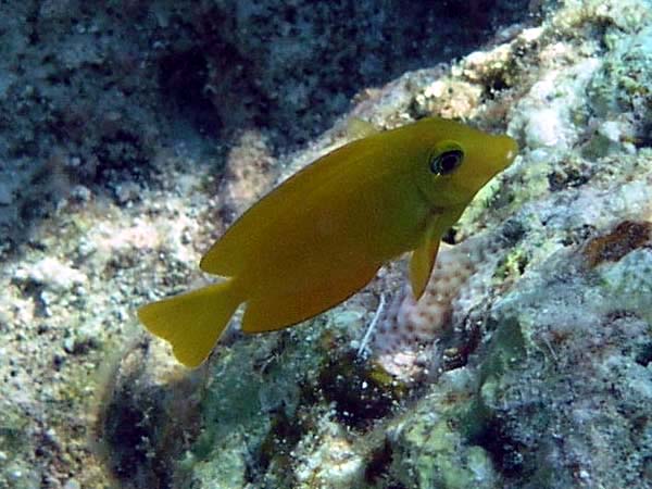 Unterwasserwelt Helengeli 2003