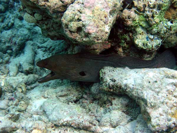 Unterwasserwelt Helengeli 2003