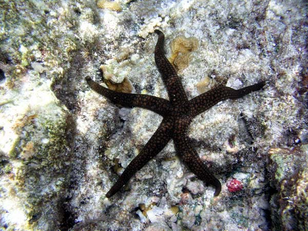 Unterwasserwelt Helengeli 2003