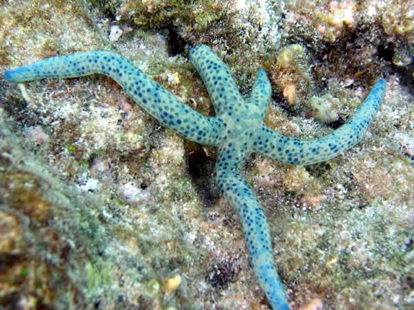 Unterwasserwelt Helengeli 2003