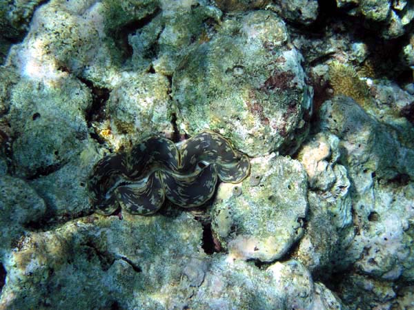 Unterwasserwelt Helengeli 2003