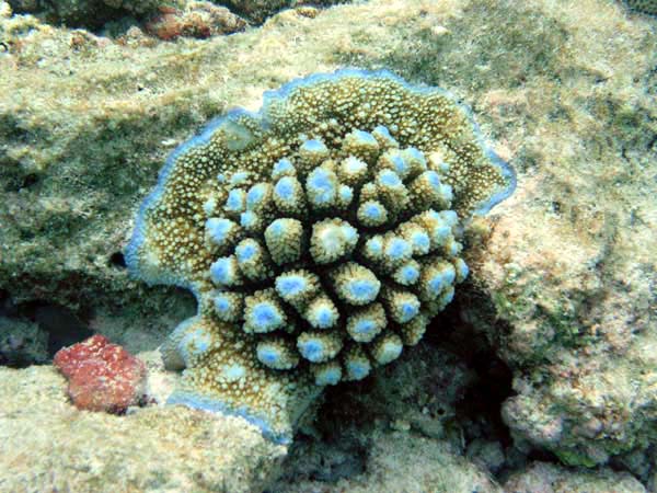 Unterwasserwelt Helengeli 2003