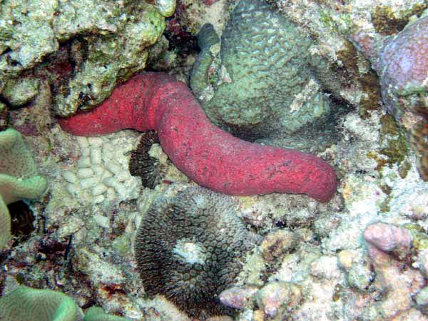 Unterwasserwelt Helengeli 2003