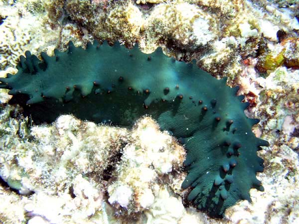 Unterwasserwelt Helengeli 2003