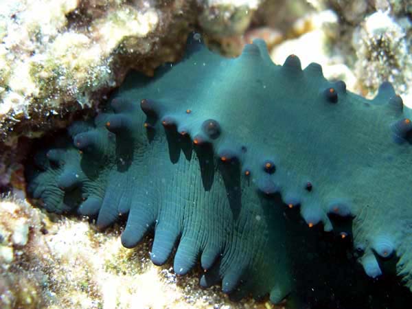 Unterwasserwelt Helengeli 2003