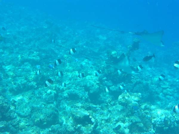 Unterwasserwelt Helengeli 2003