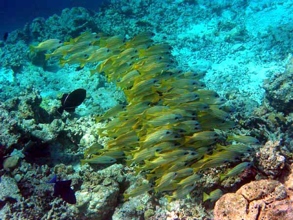 Unterwasserwelt Helengeli 2003