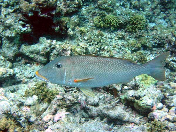 Unterwasserwelt Helengeli 2003