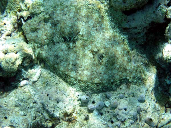 Unterwasserwelt Helengeli 2003