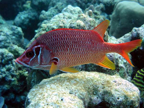 Unterwasserwelt Helengeli 2003