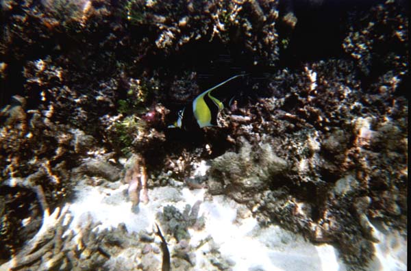 Inselaufnahmen Ihuru