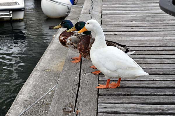 Gardasee 2009