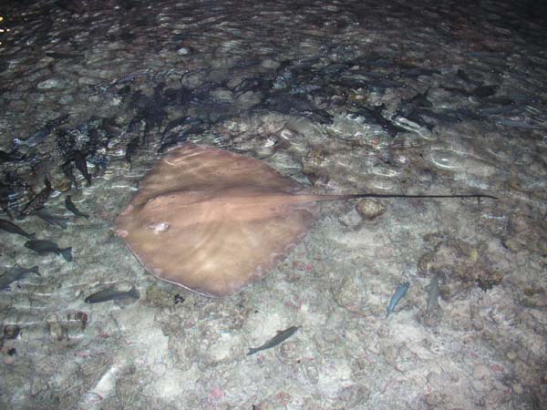 Inselaufnahmen Lily Beach