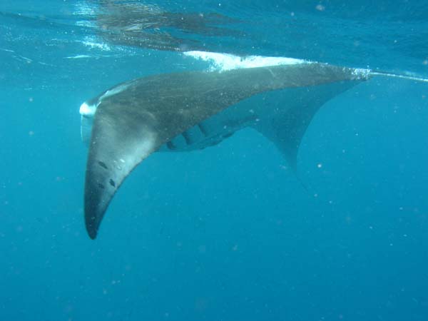 Unterwasserwelt Lily Beach