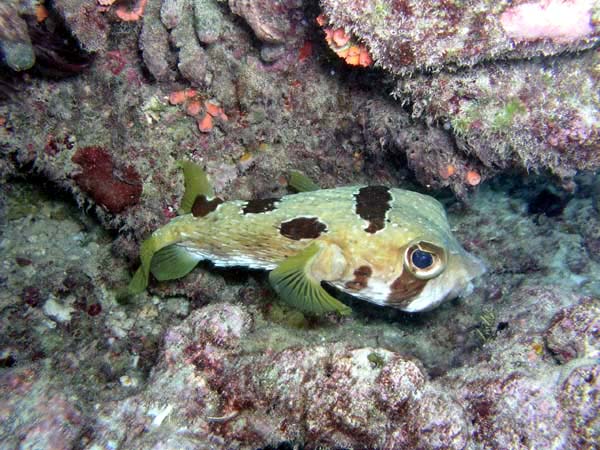 Unterwasserwelt Lily Beach