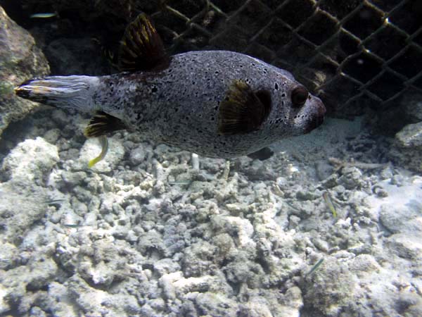 Unterwasserwelt Lily Beach