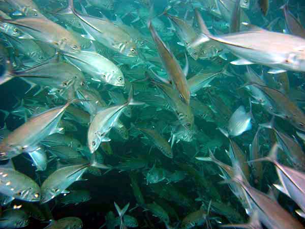 Unterwasserwelt Lily Beach