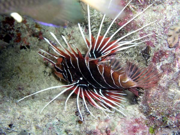 Unterwasserwelt Lily Beach