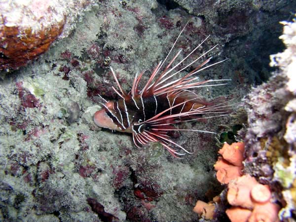 Unterwasserwelt Lily Beach