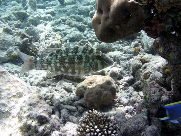 Unterwasserwelt Lily Beach