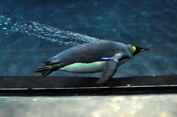 Teneriffa - Loro Park