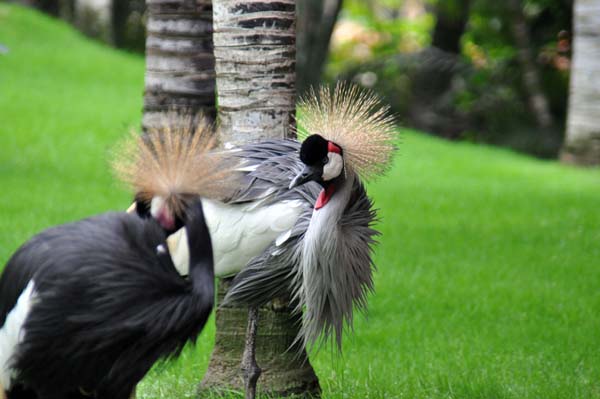 Teneriffa - Loro Park