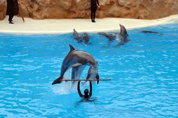 Teneriffa - Loro Park