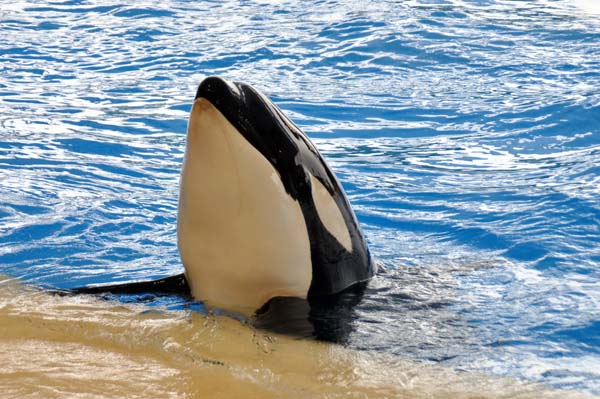 Teneriffa - Loro Park