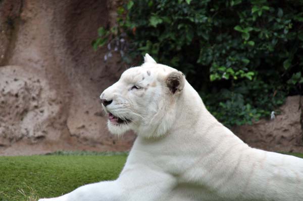 Teneriffa - Loro Park