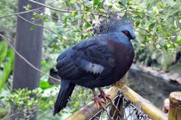 Teneriffa - Loro Park