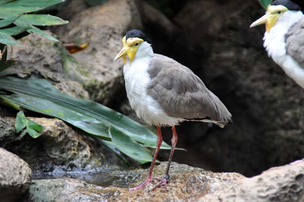 Teneriffa - Loro Park