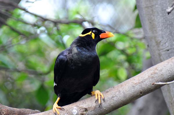 Teneriffa - Loro Park