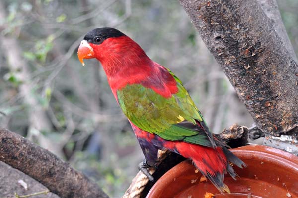 Teneriffa - Loro Park