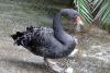 Loro Park