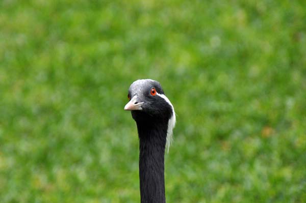 Teneriffa - Loro Park