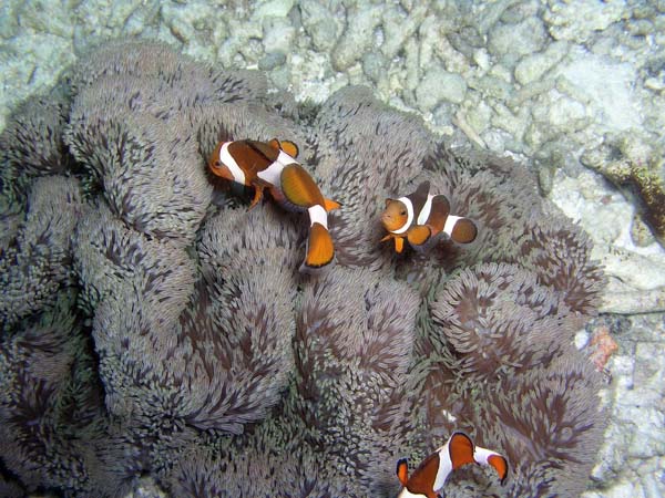 Unterwasserwelt, Lankayan/Kapalai