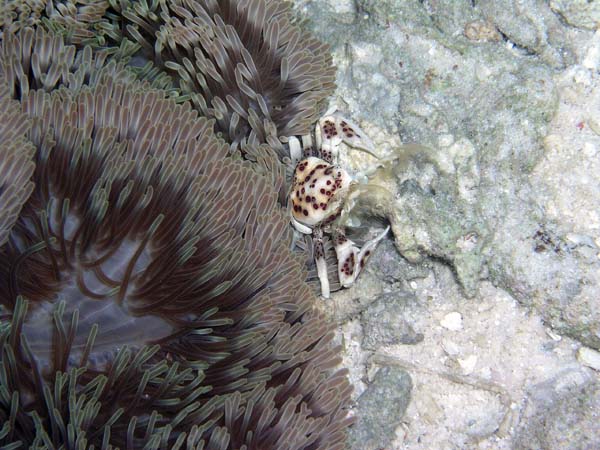 Unterwasserwelt, Lankayan/Kapalai