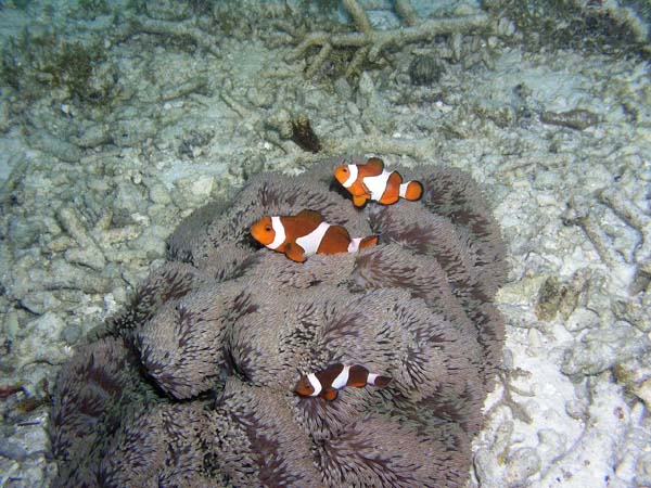 Unterwasserwelt, Lankayan/Kapalai