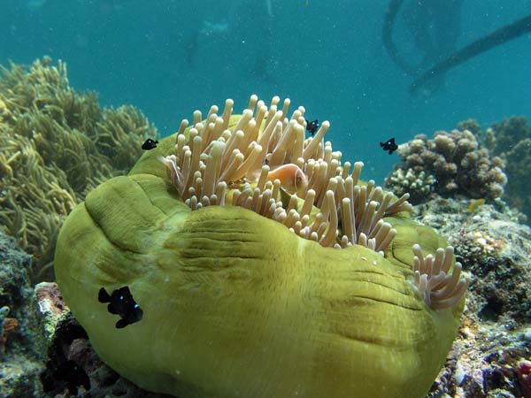 Unterwasserwelt, Lankayan/Kapalai